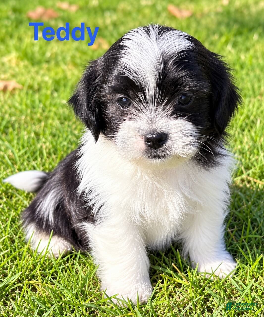 Shihpoo dogs Teddy - Ad 1
