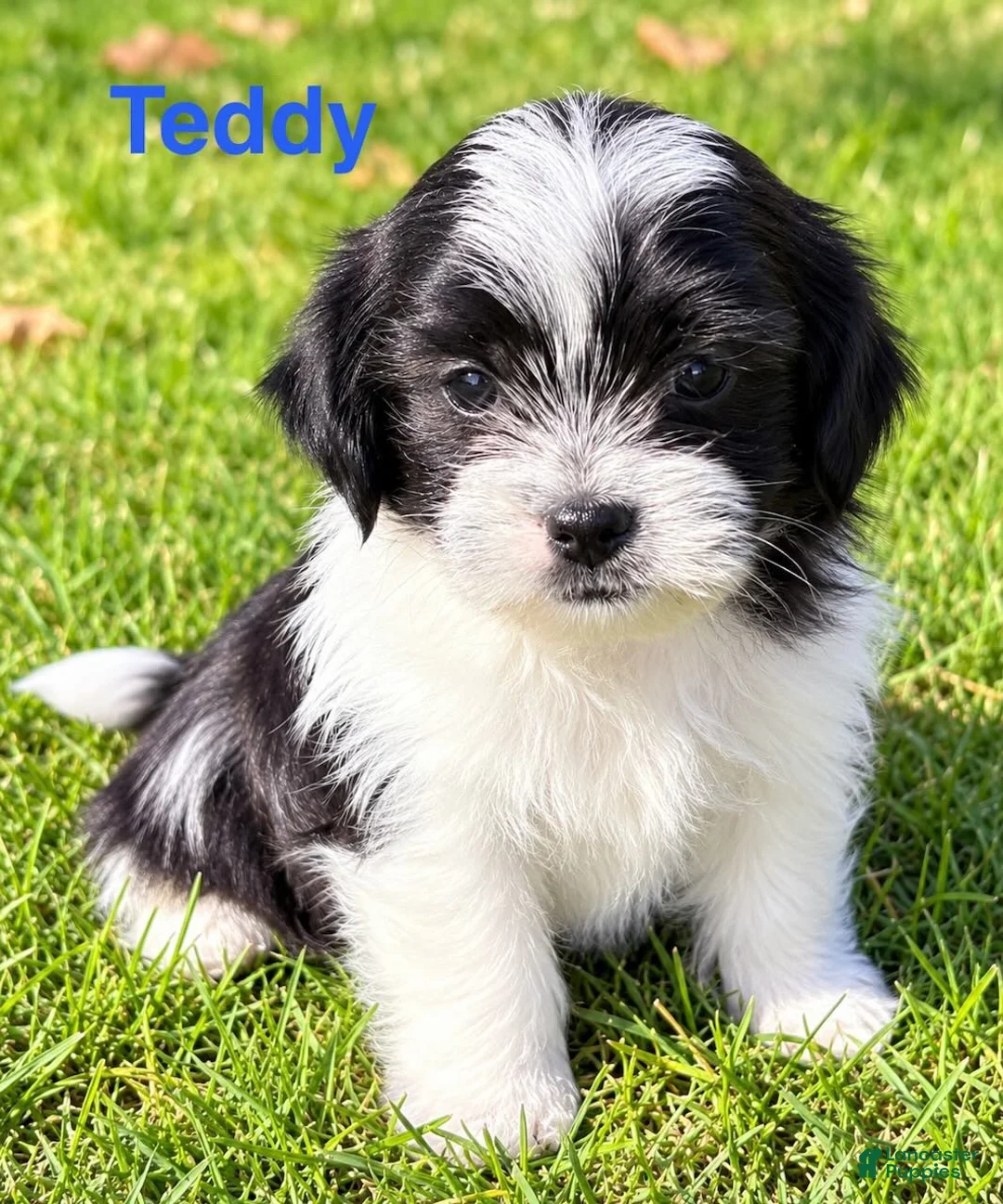 Shihpoo dogs for sale: Teddy - Ad 1