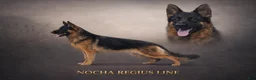 German Shepherd dogs for sale: Roxie - Ad 7