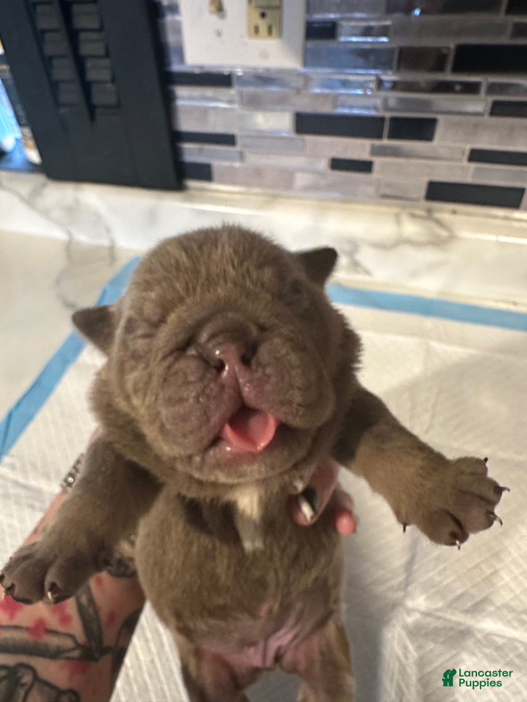 English Bulldog dogs for sale: Lilac and White Male - Ad 14