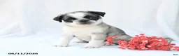 Boston Terrier dogs for sale: Honey - Ad 3
