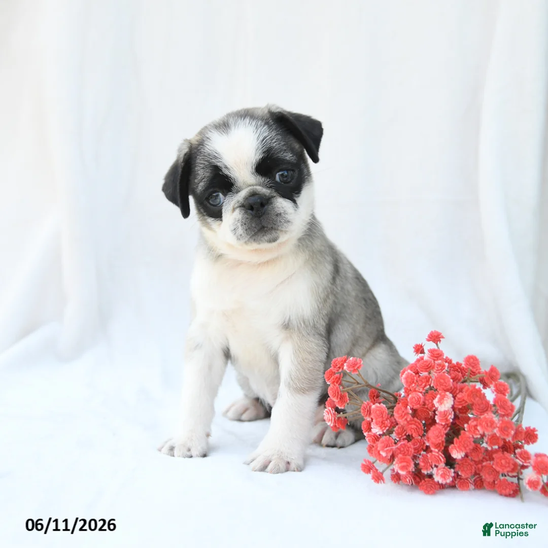Boston Terrier dogs for sale: Honey - Ad 3