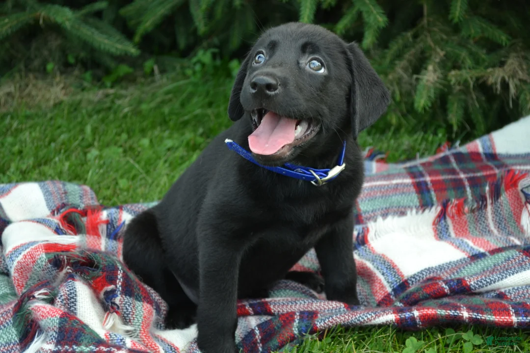 Labrador Retriever dogs for sale: Juniper - Ad 1