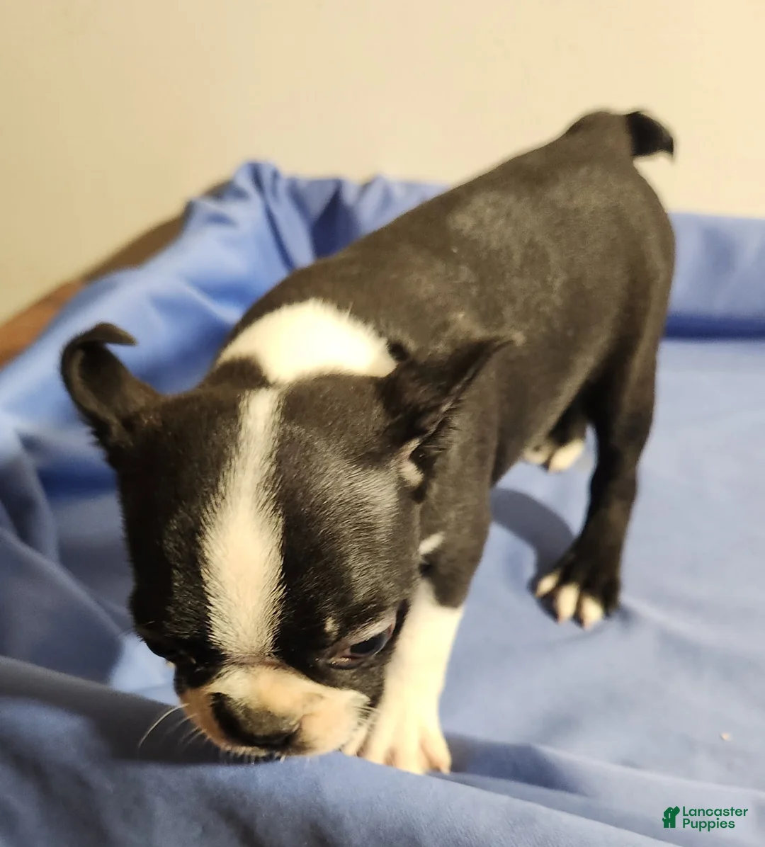 Boston Terrier dogs for sale: Girl - Ad 2