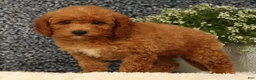 Mini Goldendoodle dogs for sale: Tori - Ad 9