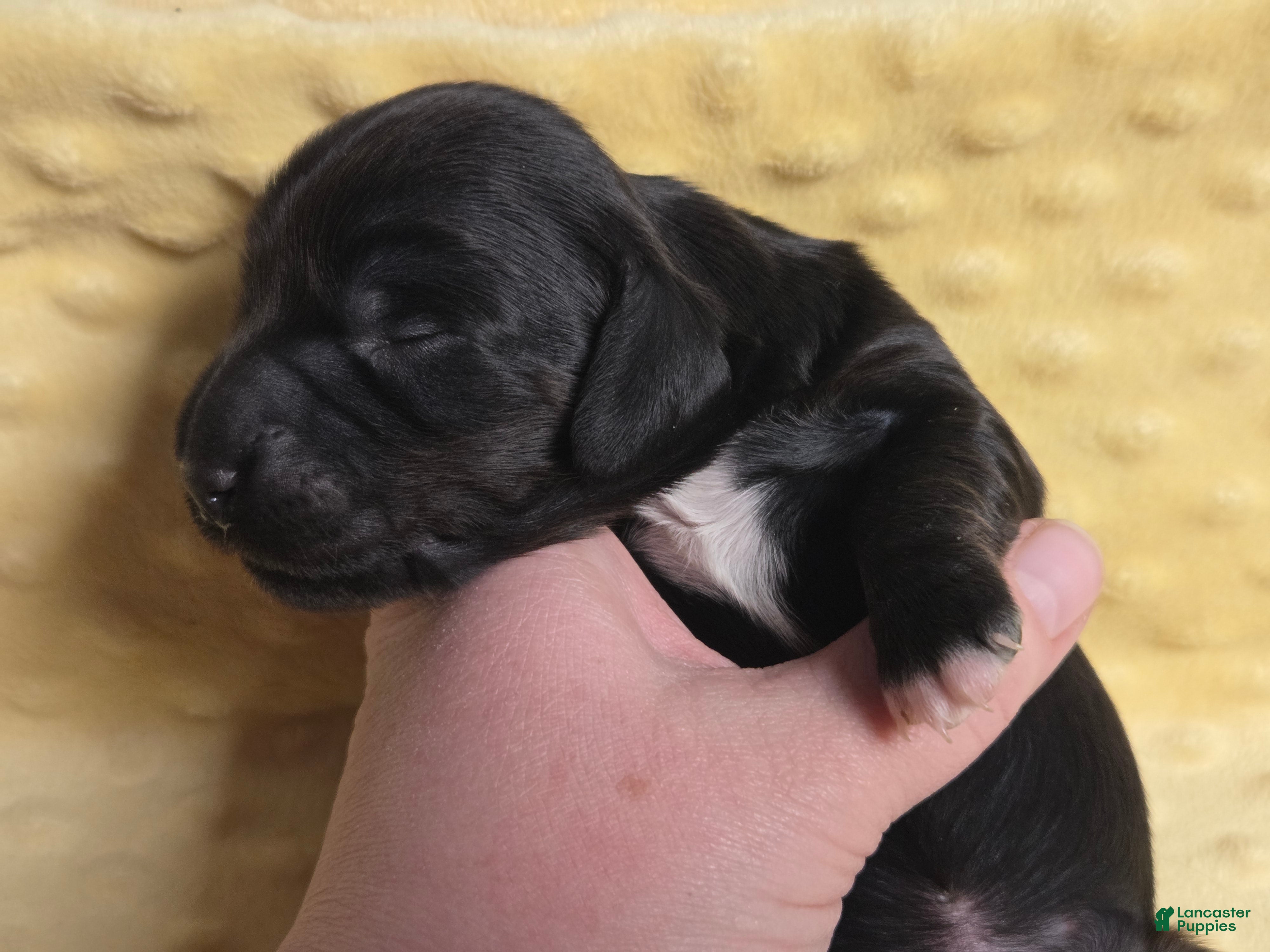 Miniature Dachshund dogs Brioche - Ad 4