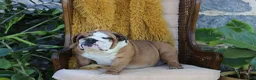 English Bulldog dogs for sale: Diesel - Ad 4