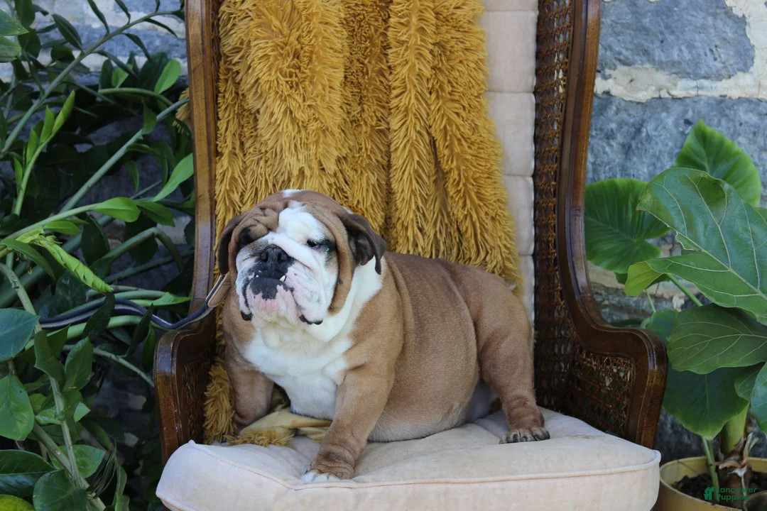 English Bulldog dogs for sale: Diesel - Ad 4
