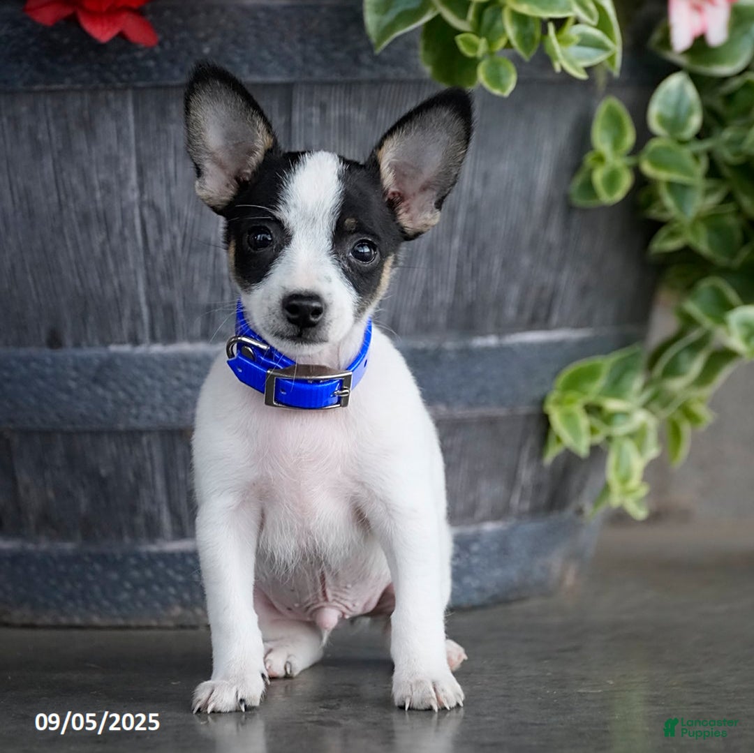 Chihuahua Toy Fox Terrier Yorkie Mix Puppies For Sale Wire Haired Terrier  Mix Cincinnati Toy Fox Terrier Puppies For