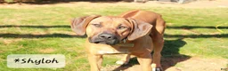 Rhodesian Ridgeback dogs for sale: Winston- (Winnie) - Ad 3