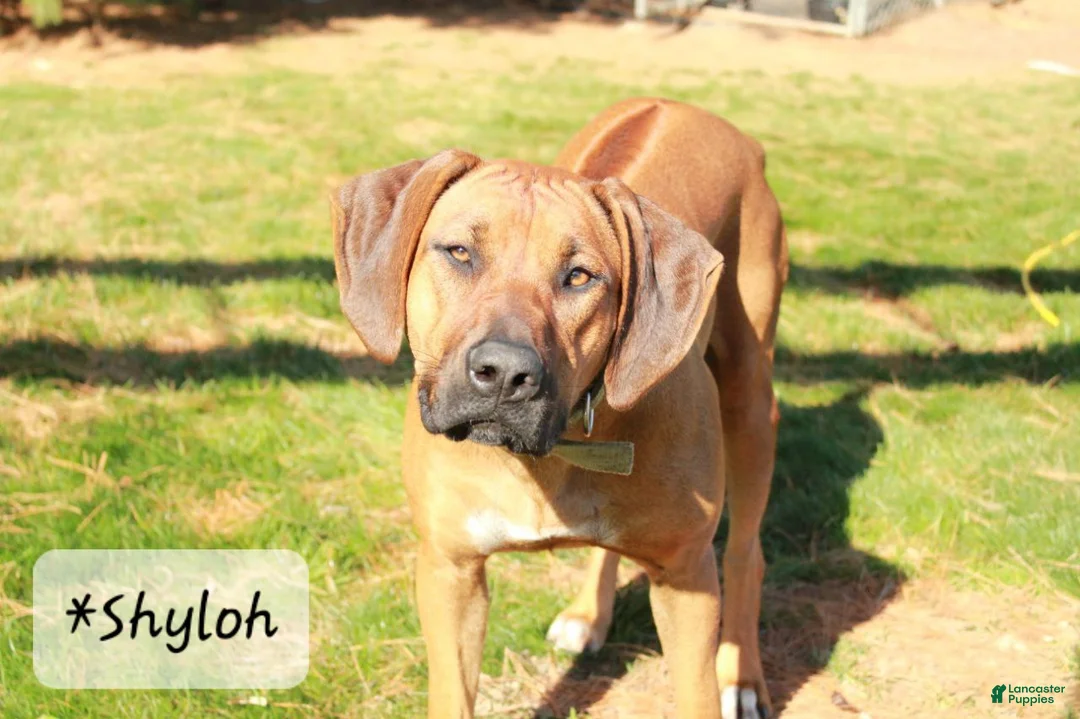 Rhodesian Ridgeback dogs for sale: Winston- (Winnie) - Ad 3