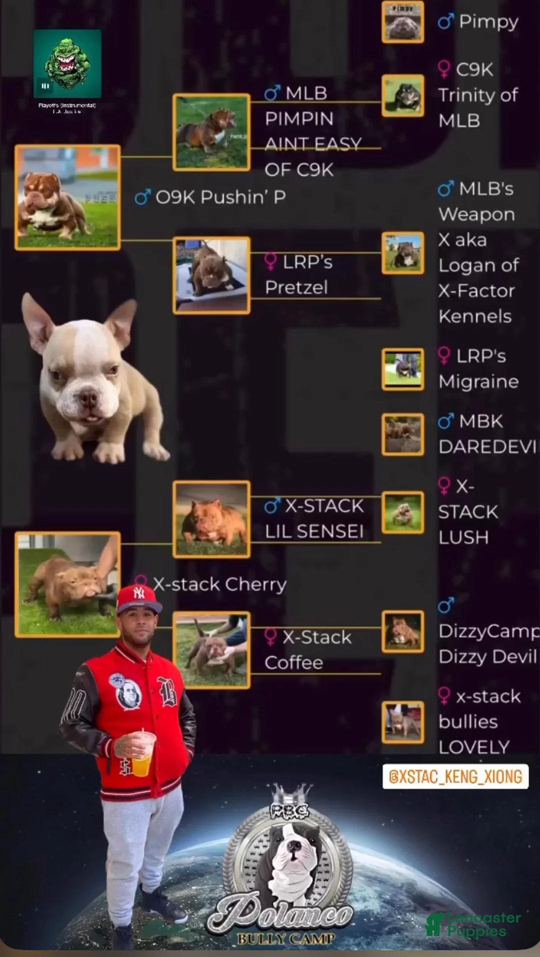 American Bully dogs for sale: American Bully Puppy 3 - Ad 7