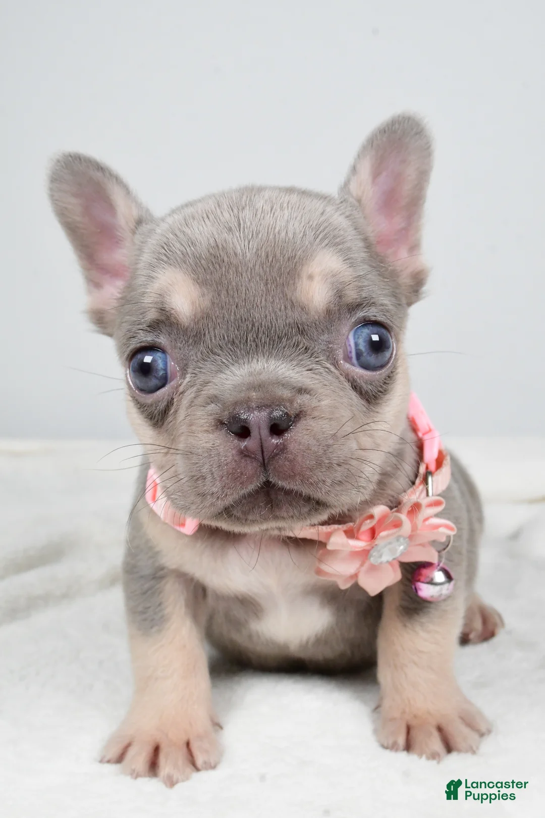 French Bulldog dogs for sale: Wendy - Ad 3