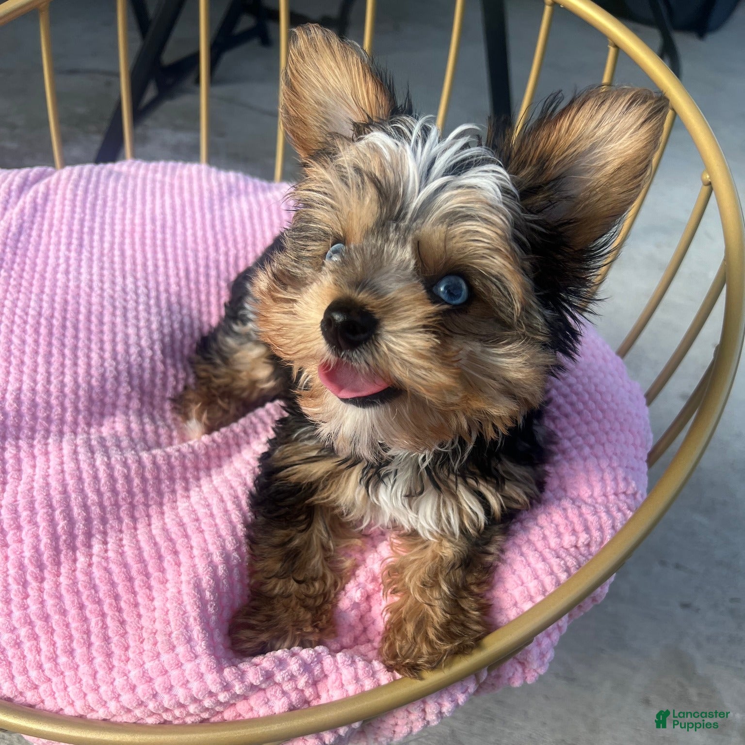 Yorkshire Terrier dogs Yorkshire Terrier Puppy 1 - Ad 7