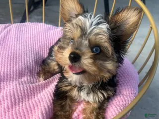 Yorkshire Terrier dogs Yorkshire Terrier Puppy 1 - Ad 7