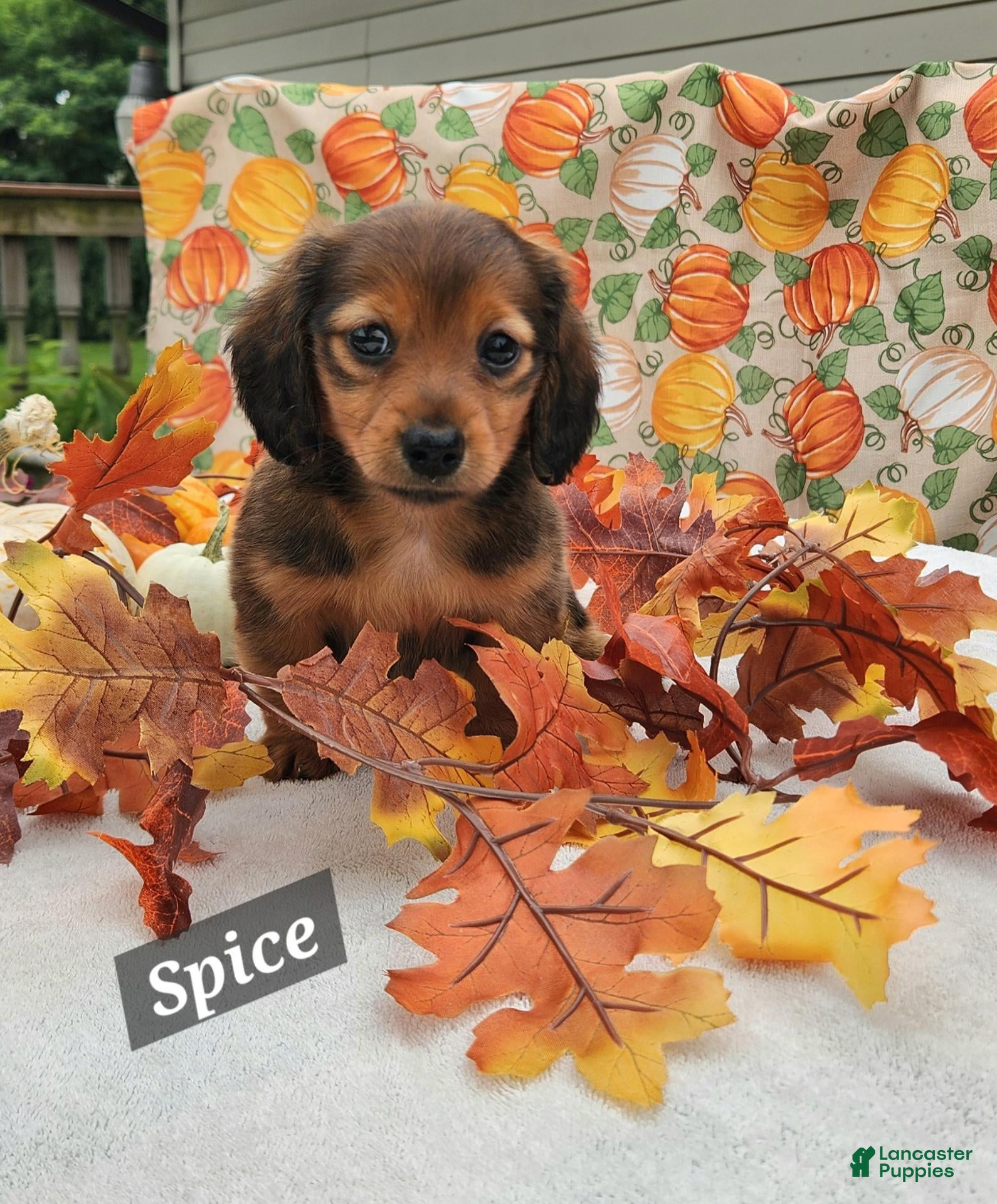 Spice (Dachshund, Female) in Schuylkill Haven, PA