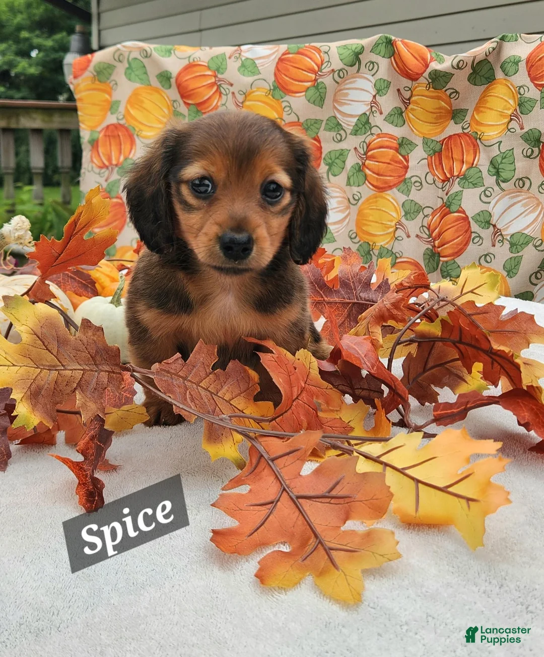 Miniature Dachshund dogs for sale: Spice - Ad 1