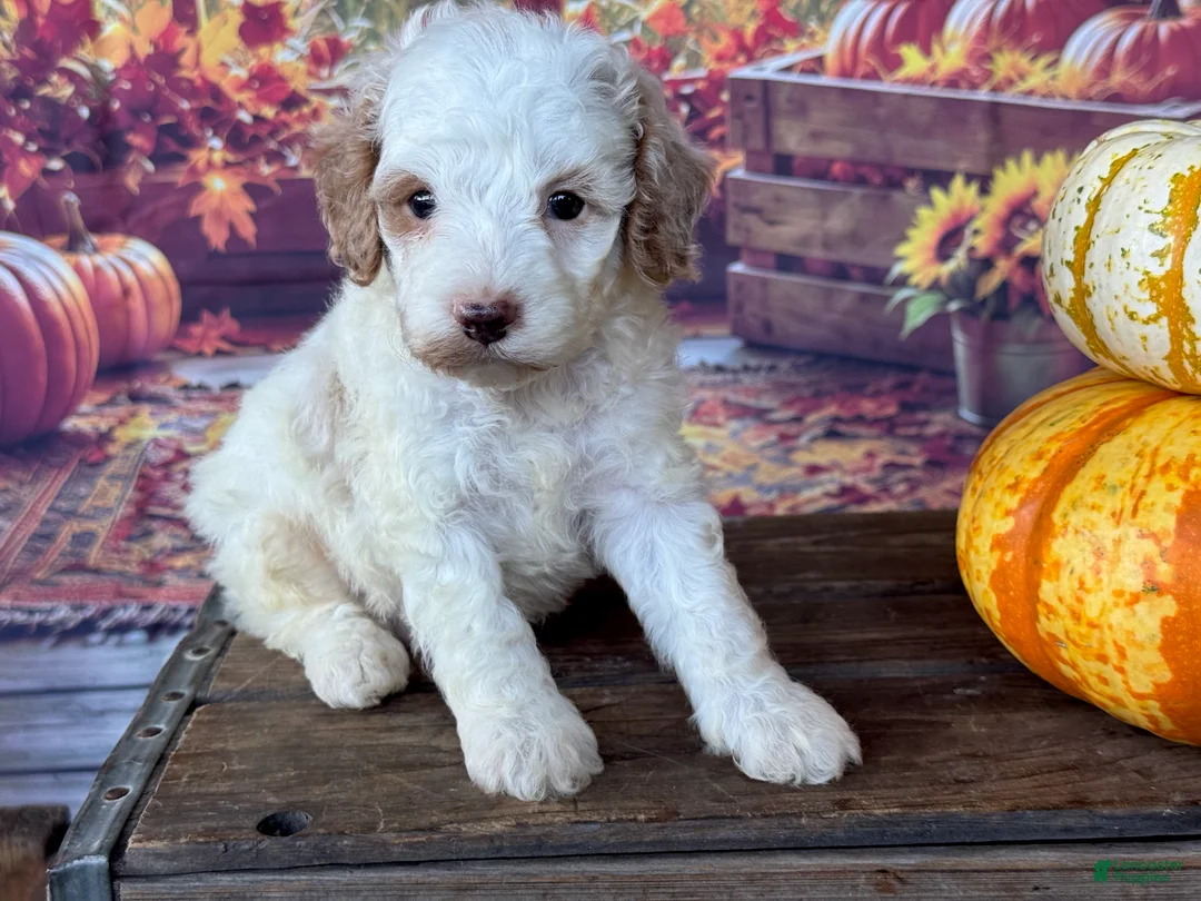 Cockapoo dogs for sale: Milo - Ad 2