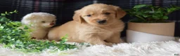 Golden Retriever dogs for sale: Laird - Ad 1