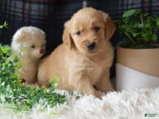 Golden Retriever dogs Laird - Ad 2