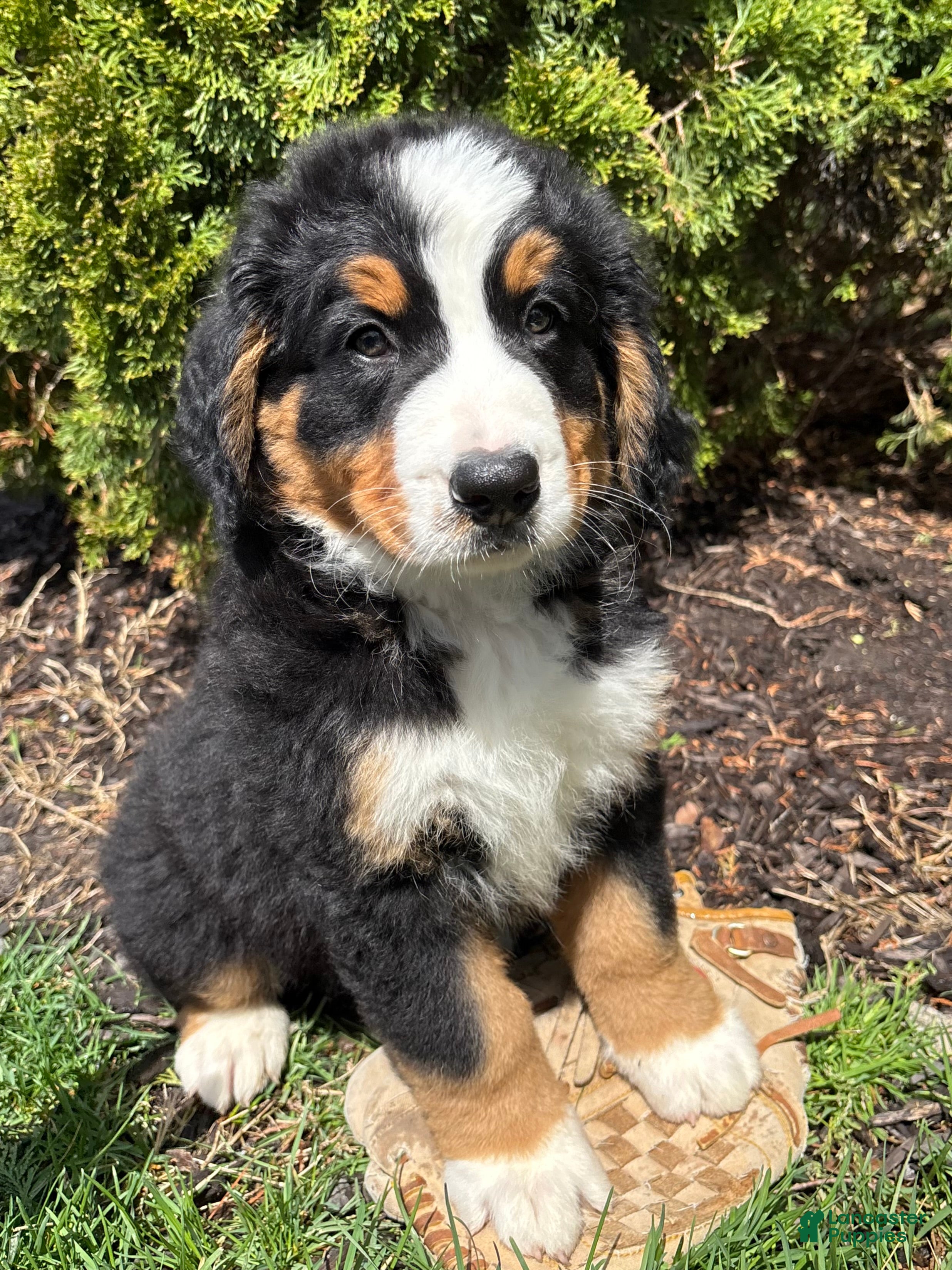 Bernese Mountain Dog dogs Murphy - Ad 1