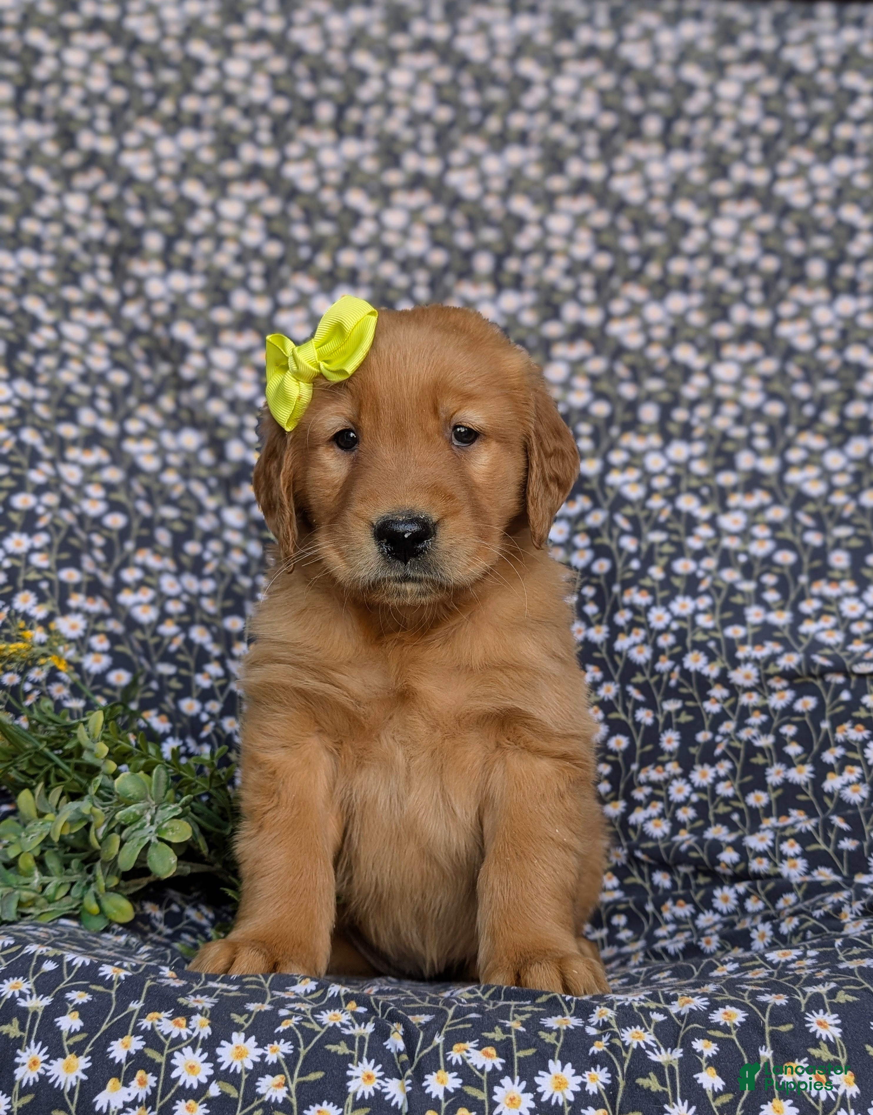 Golden Retriever dogs Lyndsay - Ad 1
