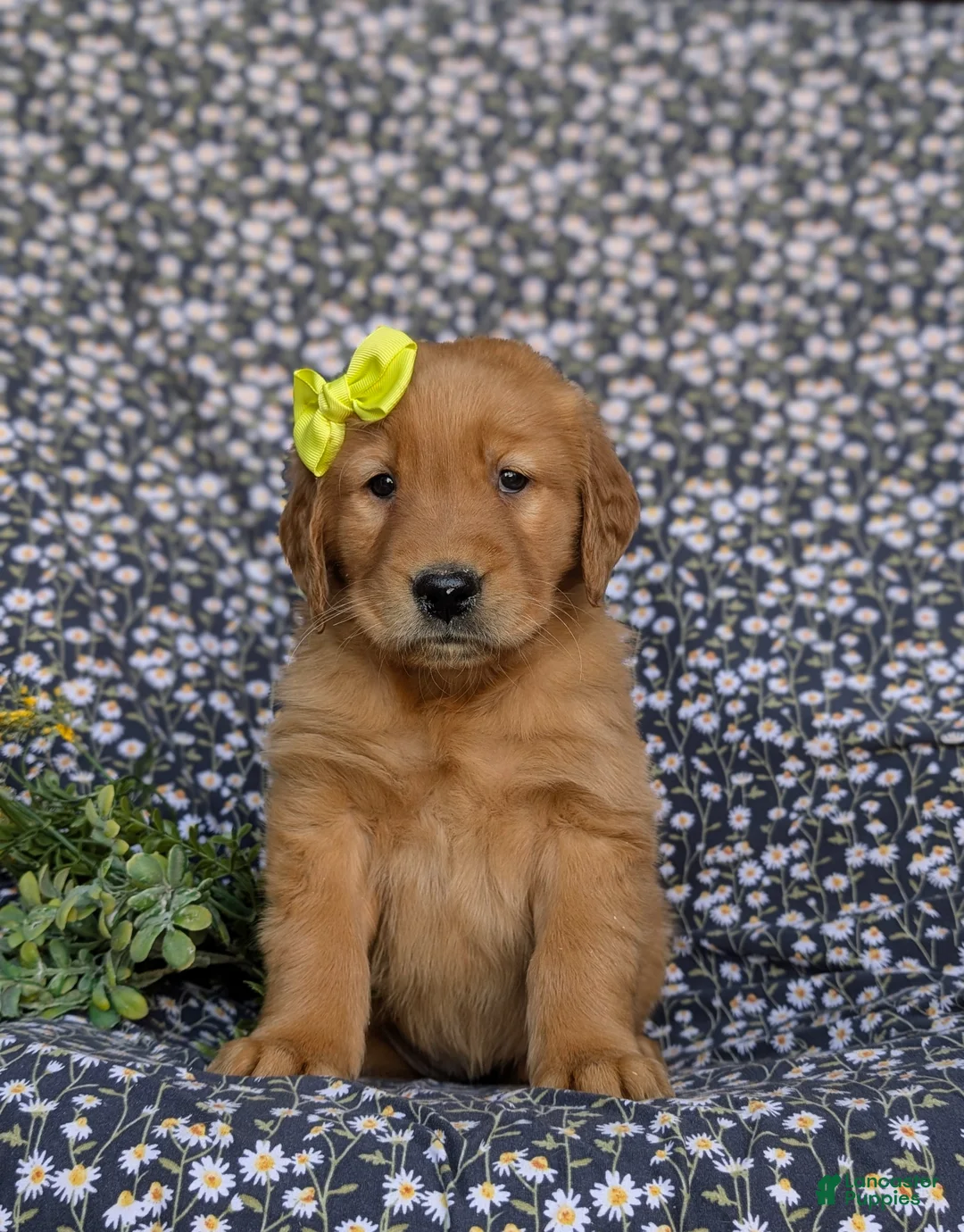 Golden Retriever dogs for sale: Lyndsay - Ad 1
