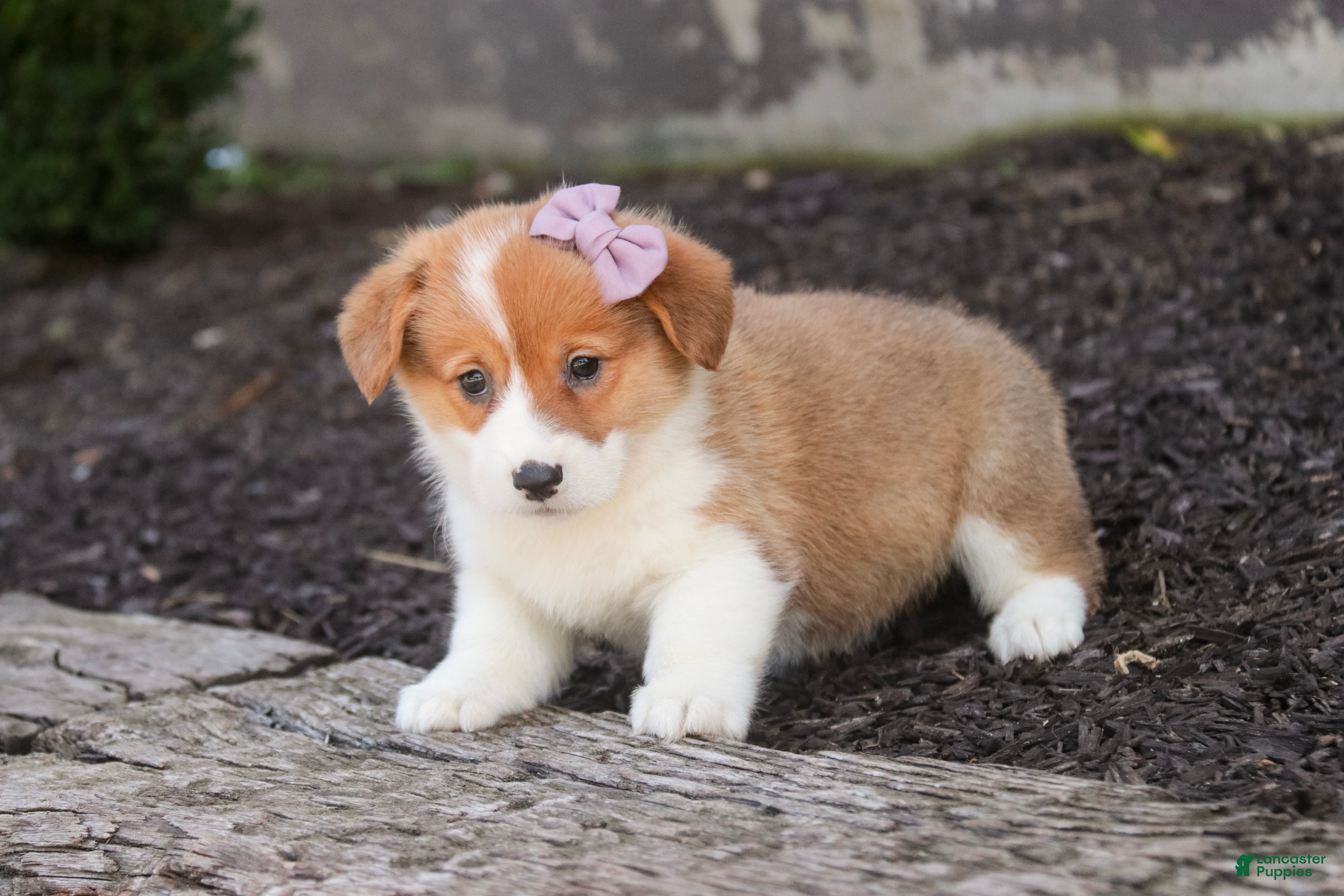 Welsh Corgi Pembroke dogs Mercy Welsh Corgi Pembroke  - Ad 2