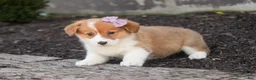Welsh Corgi Pembroke dogs for sale: Mercy Welsh Corgi Pembroke  - Ad 3