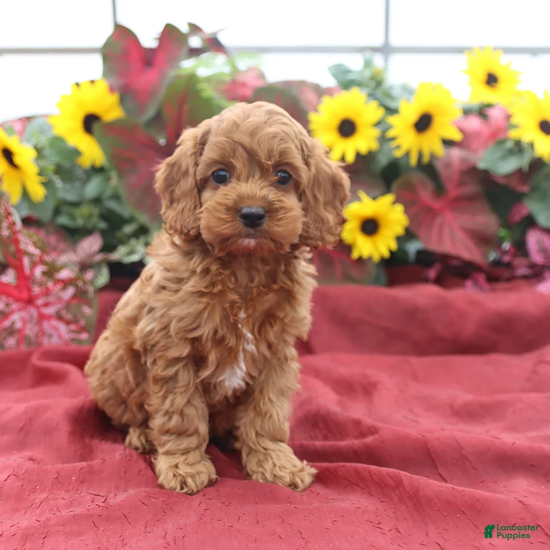 Cockapoo dogs for sale: Happy - Ad 5