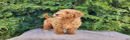 Mini Bernedoodle dogs for sale: Dallas - Ad 8