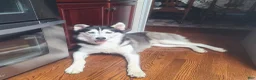 Siberian Husky dogs for sale: Pawvarotti - Ad 12