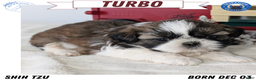 Shih Tzu dogs for sale: Turbo - Ad 1