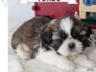 Shih Tzu dogs Turbo - Ad 1