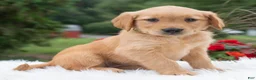 Golden Retriever dogs for sale: Hazel  - Ad 4