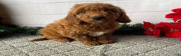 Mini Goldendoodle dogs for sale: Watts - Ad 2