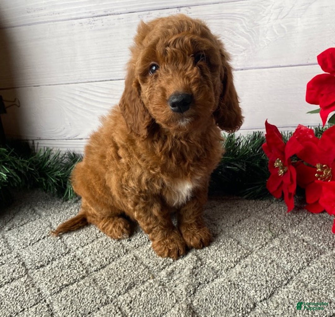Mini Goldendoodle dogs for sale: Watts - Ad 2