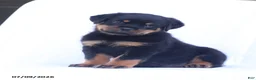 Rottweiler dogs for sale: Balto - Ad 1