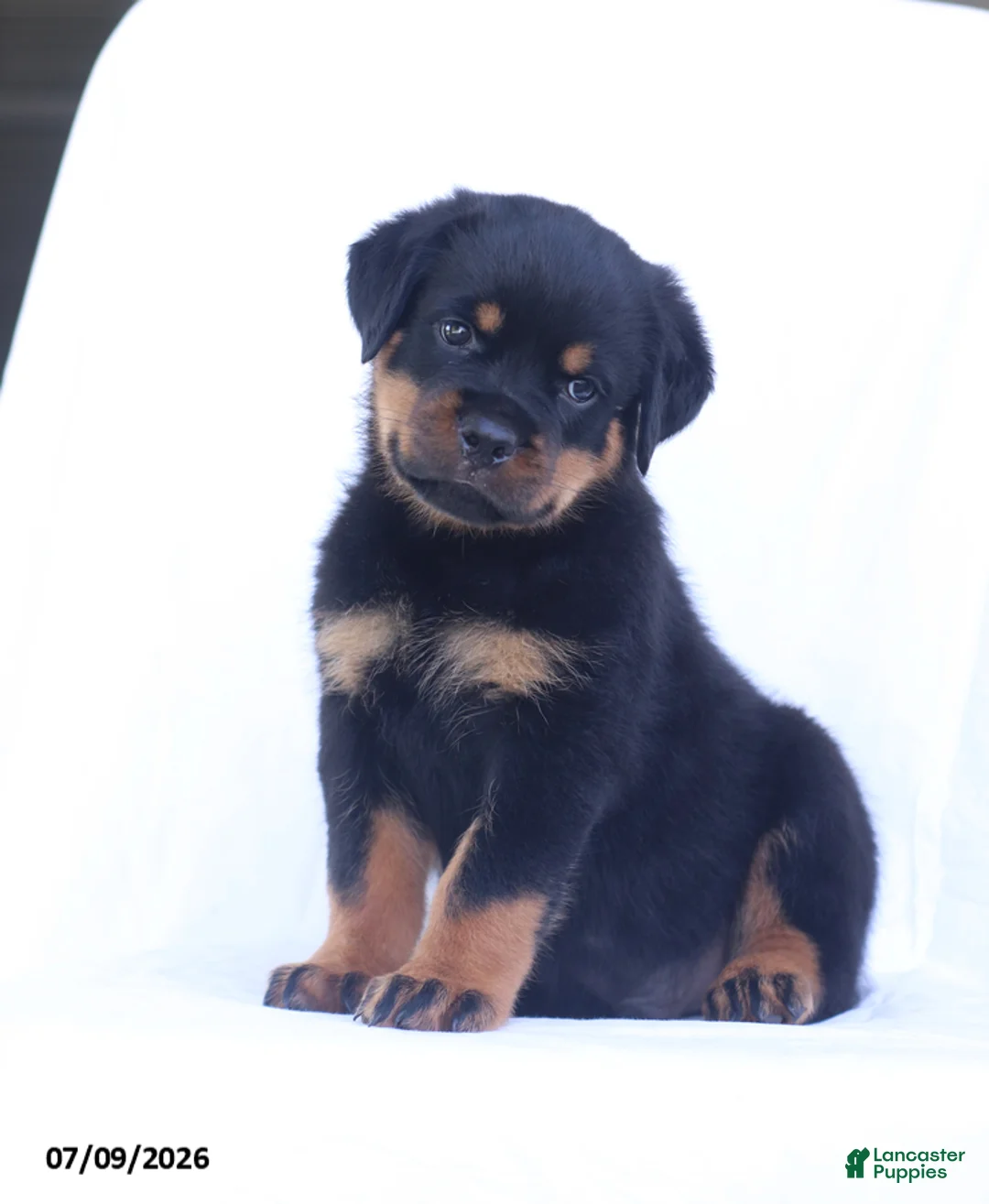 Rottweiler dogs for sale: Balto - Ad 1