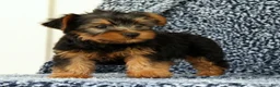 Yorkshire Terrier dogs for sale: Zane - Ad 4