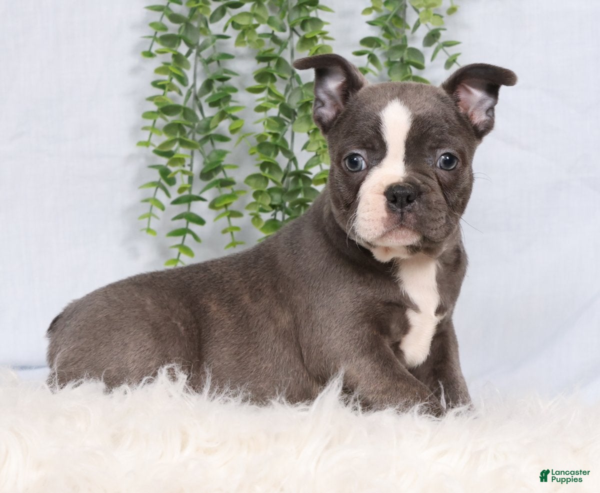 Frenchton dogs SIlver - Ad 1