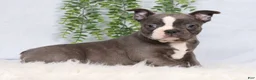 Frenchton dogs for sale: SIlver - Ad 1