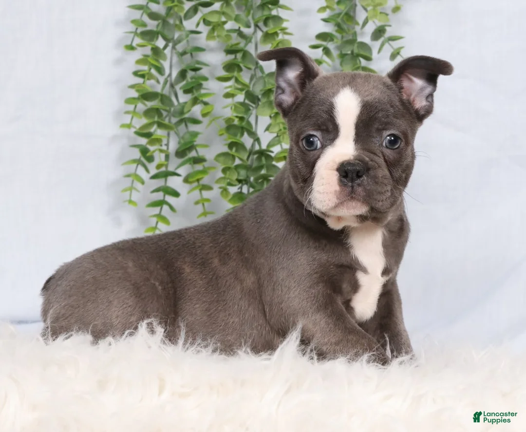 Frenchton dogs for sale: SIlver - Ad 1