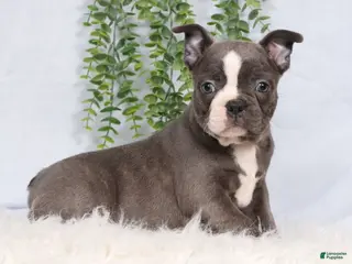 Frenchton dogs for sale: SIlver - Ad 2