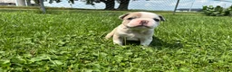 Frenchton dogs for sale: Kit - Ad 3
