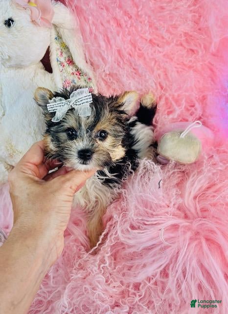 Biewer Terrier dogs Biewer Terrier 1 - Ad 2
