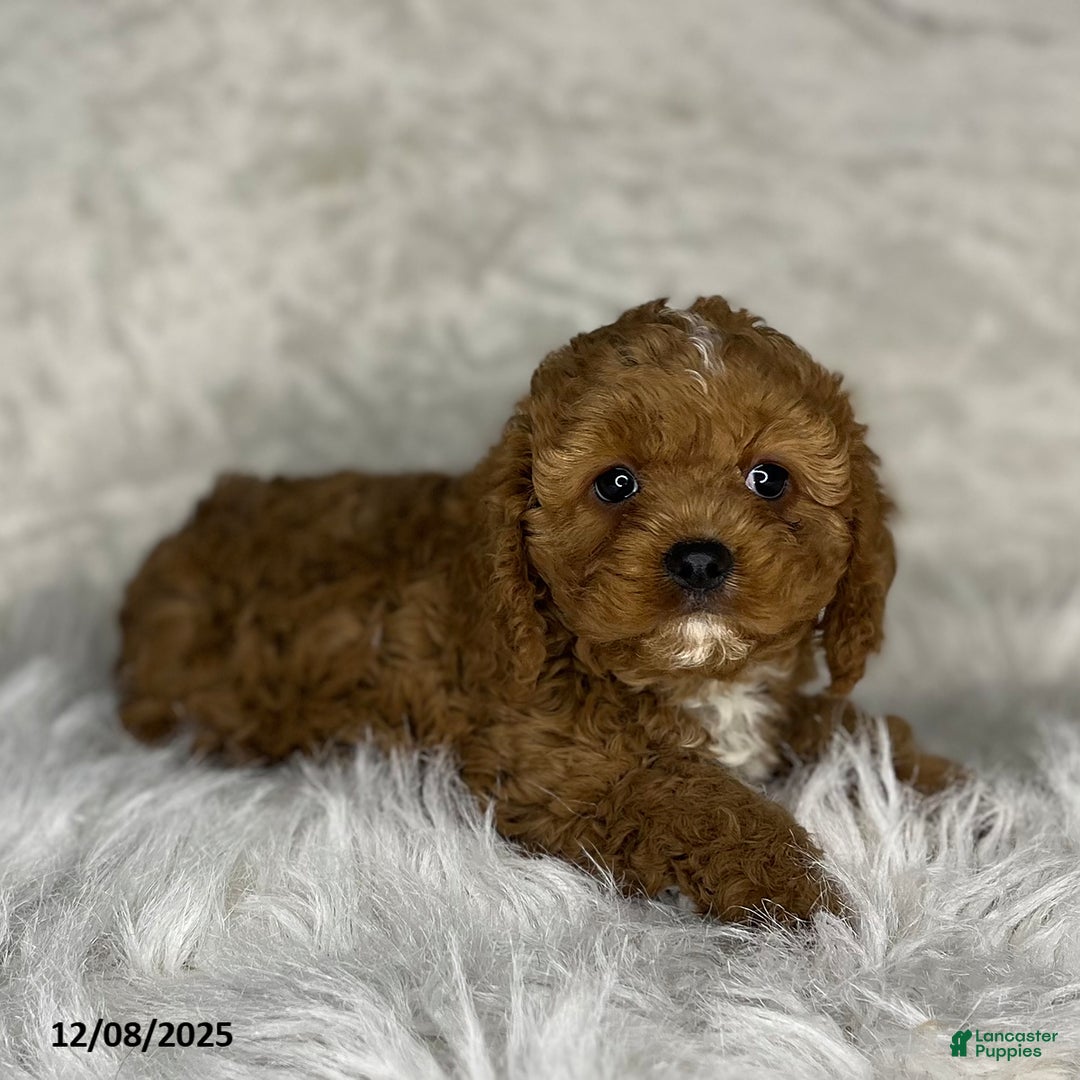 Cavapoo dogs for sale: Eva - Ad 1