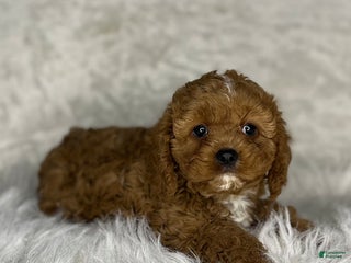 Cavapoo dogs Eva - Ad 25