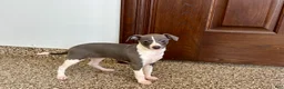 Italian Greyhound dogs for sale: Lanae - Ad 10