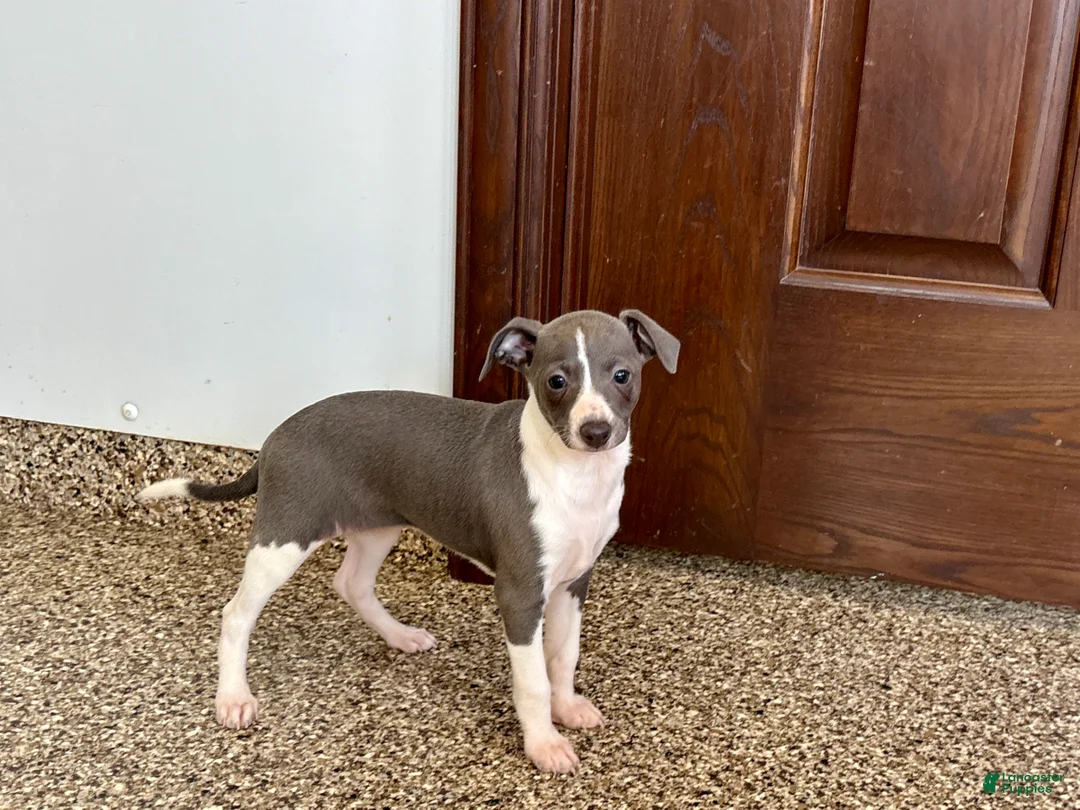 Italian Greyhound dogs for sale: Lanae - Ad 10